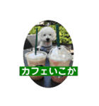 トイプー＆ウェスティーすたんぷ（個別スタンプ：13）