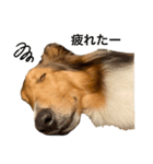 sheltie.leon（個別スタンプ：1）