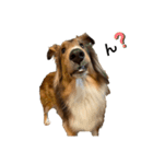 sheltie.leon（個別スタンプ：2）