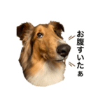 sheltie.leon（個別スタンプ：3）