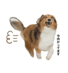 sheltie.leon（個別スタンプ：4）