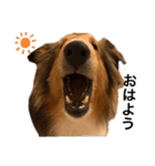 sheltie.leon（個別スタンプ：5）