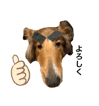 sheltie.leon（個別スタンプ：6）