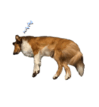 sheltie.leon（個別スタンプ：7）