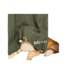 sheltie.leon（個別スタンプ：9）