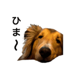sheltie.leon（個別スタンプ：10）