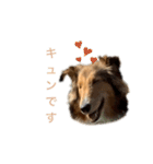 sheltie.leon（個別スタンプ：11）