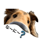 sheltie.leon（個別スタンプ：12）