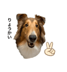 sheltie.leon（個別スタンプ：13）
