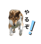 sheltie.leon（個別スタンプ：14）
