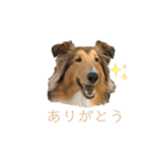 sheltie.leon（個別スタンプ：15）