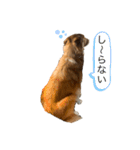 sheltie.leon（個別スタンプ：16）