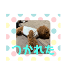 9.もこ（個別スタンプ：8）