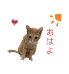 RIRI@517（個別スタンプ：1）