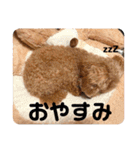 うちのラムちゃん。トイプードル（個別スタンプ：4）