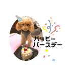 うちのラムちゃん。トイプードル（個別スタンプ：5）