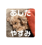 うちのラムちゃん。トイプードル（個別スタンプ：9）