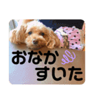 うちのラムちゃん。トイプードル（個別スタンプ：16）