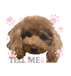 しぷすた（個別スタンプ：2）