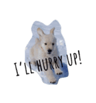 Puppy DEN（個別スタンプ：4）