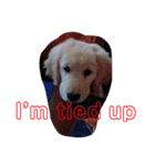 Puppy DEN（個別スタンプ：5）