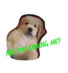 Puppy DEN（個別スタンプ：7）