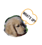 Puppy DEN（個別スタンプ：14）