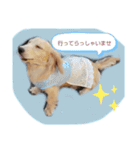 Mダックスクリーム     マロン（個別スタンプ：1）