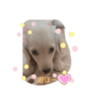 Mダックスクリーム     マロン（個別スタンプ：6）