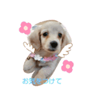 Mダックスクリーム     マロン（個別スタンプ：11）