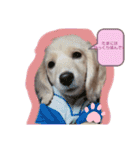Mダックスクリーム     マロン（個別スタンプ：12）