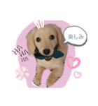 Mダックスクリーム     マロン（個別スタンプ：19）