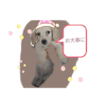 Mダックスクリーム     マロン（個別スタンプ：20）