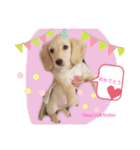 Mダックスクリーム     マロン（個別スタンプ：21）