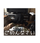 土下座したい時に使えるスタンプ（個別スタンプ：3）