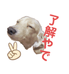 レオンとミルキーとときどき飼い主（個別スタンプ：2）