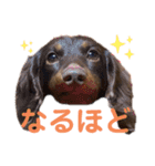 レオンとミルキーとときどき飼い主（個別スタンプ：3）