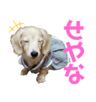 レオンとミルキーとときどき飼い主（個別スタンプ：4）