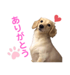 レオンとミルキーとときどき飼い主（個別スタンプ：8）