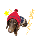 レオンとミルキーとときどき飼い主（個別スタンプ：9）