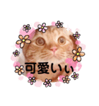 スコのジョニーちゃん♡デカ文字②（個別スタンプ：6）