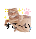 スコのジョニーちゃん♡デカ文字②（個別スタンプ：9）