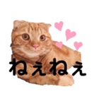 スコのジョニーちゃん♡デカ文字②（個別スタンプ：10）