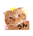 スコのジョニーちゃん♡デカ文字②（個別スタンプ：12）