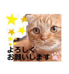 スコのジョニーちゃん♡デカ文字②（個別スタンプ：13）