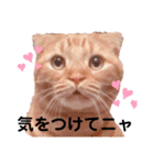 スコのジョニーちゃん♡デカ文字②（個別スタンプ：15）