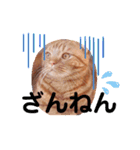 スコのジョニーちゃん♡デカ文字②（個別スタンプ：31）
