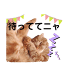 スコのジョニーちゃん♡デカ文字②（個別スタンプ：35）