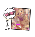 スコのジョニーちゃん♡デカ文字②（個別スタンプ：38）