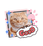 スコのジョニーちゃん♡デカ文字②（個別スタンプ：39）